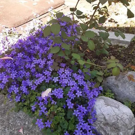 28 Apartman Bajina Bašta