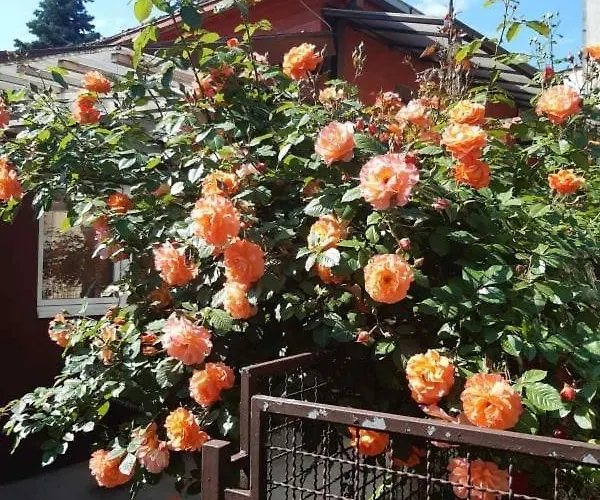 28 באינה באשטה