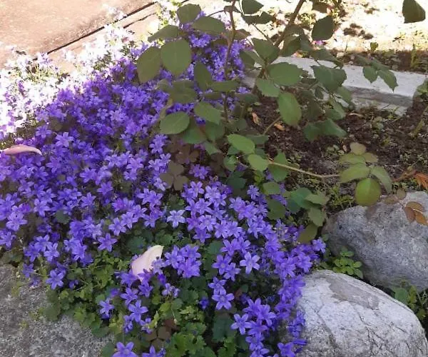 28 דירה באינה באשטה